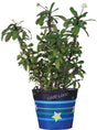 Flower Pot Cover - Good Luck