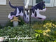 Deluxe Petite Spinner -  Black & White Cat