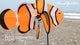 Petite Spinner - Clownfish