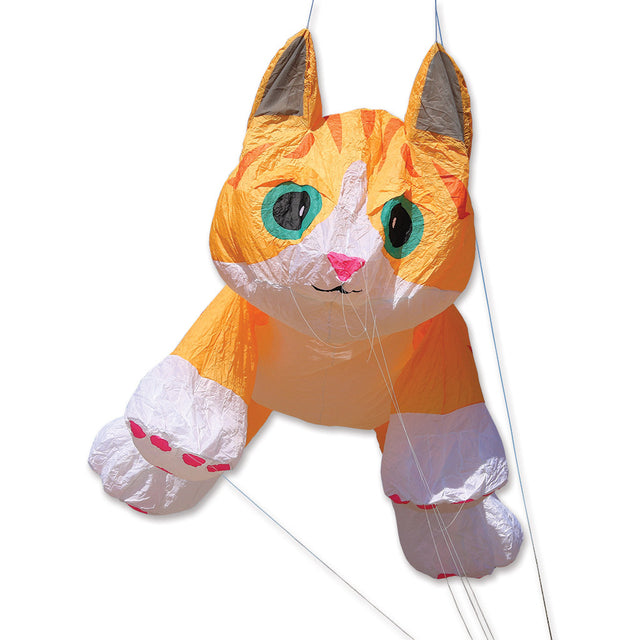 16 ft. Ginger Tabby Kitten